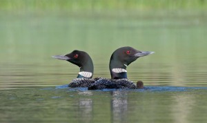 Post Pond Loons #043 (2)