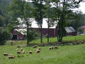 MajorFarmsheep